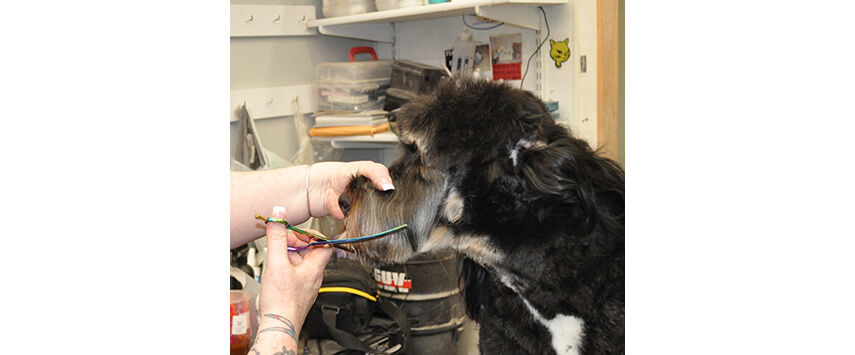 Grooming the Bernadoodle